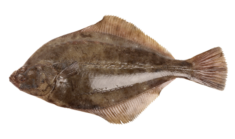凍品海鮮大圖23石漿魚.jpg